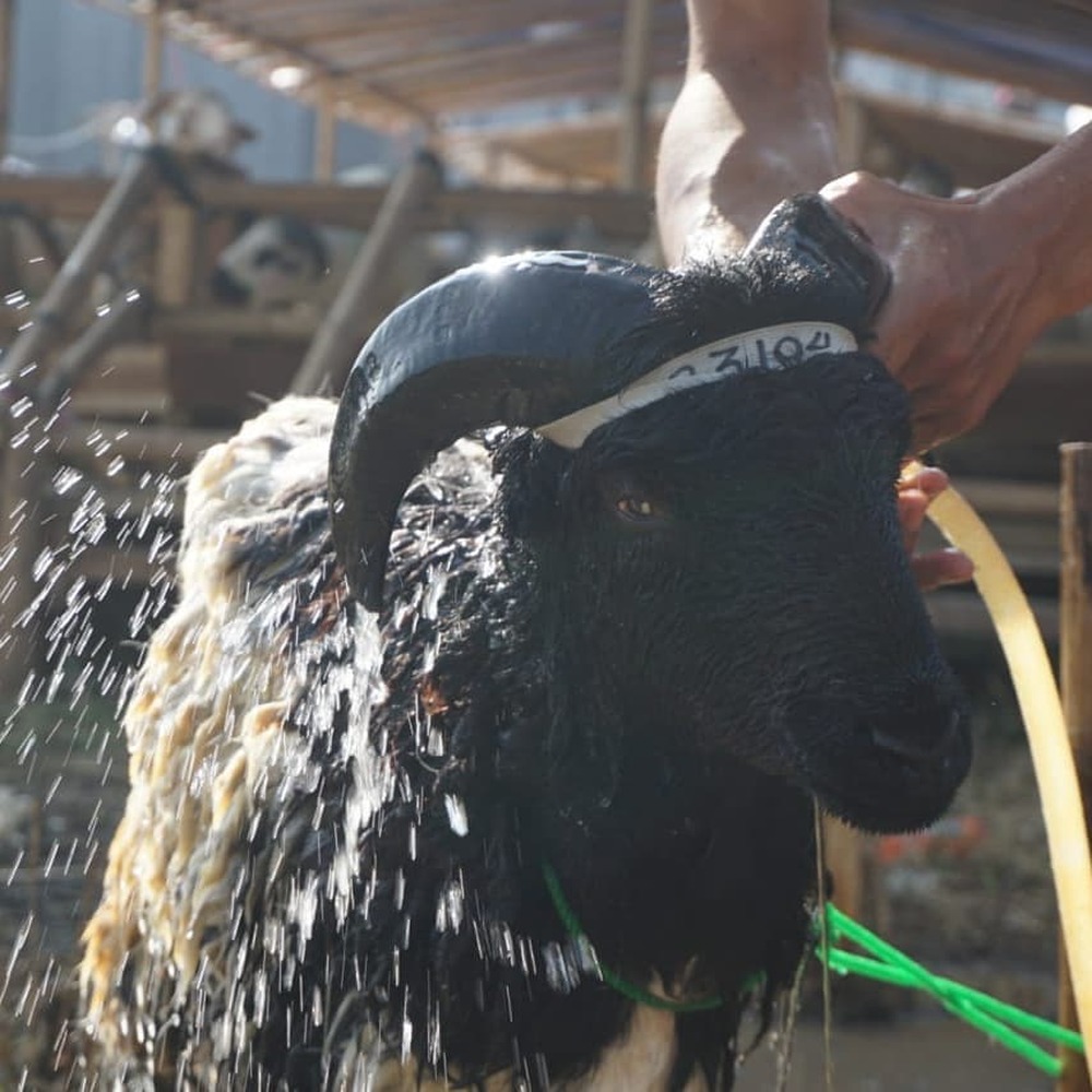 Qurban Sapi Patungan 1/7 & Domba Garut Syariah 1446H